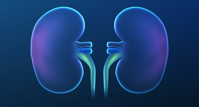 Clinical trial shows MMF can slow the progression of kidney inflammation