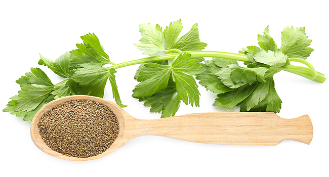 Clinical trial reveals that celery seed extract is beneficial for hypertension and anxiety