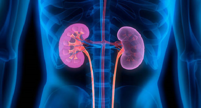 Clinical trial shows Nefecon is beneficial for IgA Nephropathy kidney disorder
