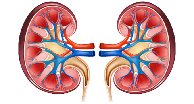 Clinical trial evaluates new preemptive therapy for kidney transplants