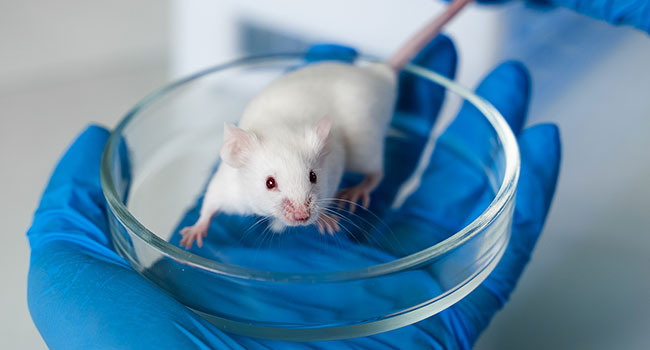 Fragile X syndrome reversed in mice