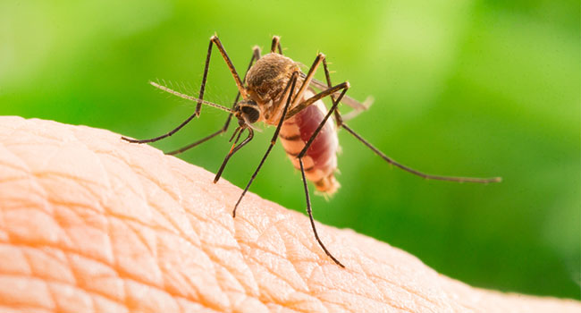 Microbe protects mosquitoes against malaria