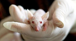 Two Strange Things Killed Cancer in these Mice