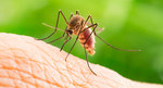Malaria-blocking Microbe Discovered